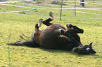 rolling Trakehner