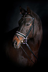 Trakehner Portrait