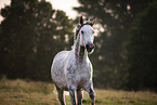 trakehner gelding walking