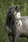Trakehner Portrait