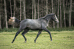 trotting Trakehner