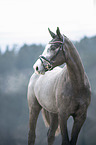 Trakehner Portrait