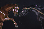 Trakehner mare