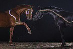 Trakehner mare