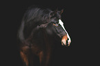 Trakehner mare