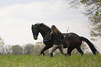 Trakehner mare