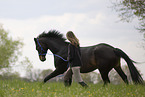Trakehner mare