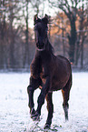 young Trakehner stallion