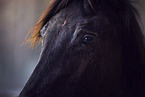 young Trakehner stallion