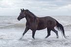 Trakehner mare