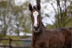 Trakehner foal