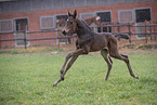 Trakehner foal