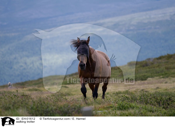 walking trotter / EH-01612