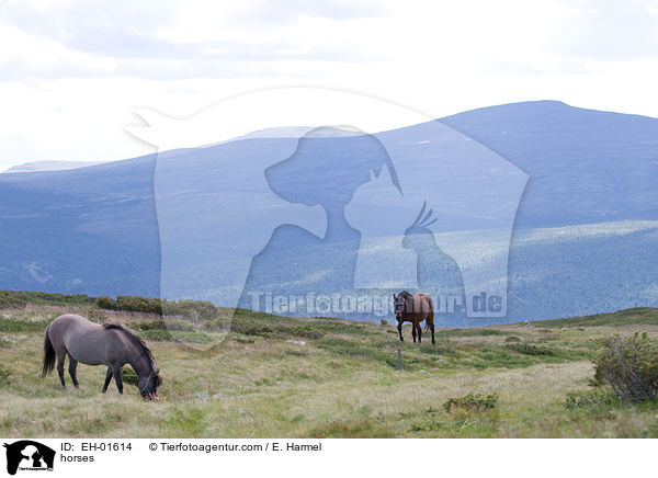 horses / EH-01614