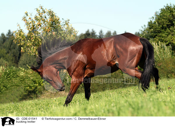 buckelnder Traber / bucking trotter / CDE-01541