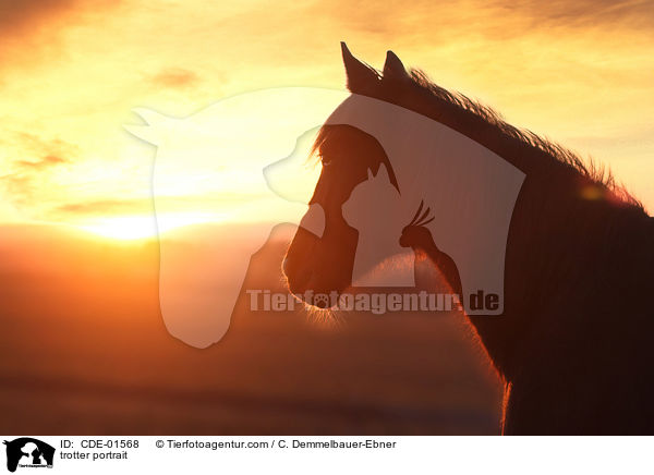 Traber Portrait / trotter portrait / CDE-01568