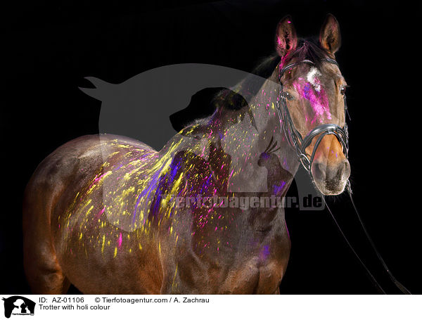 Trotter with holi colour / AZ-01106