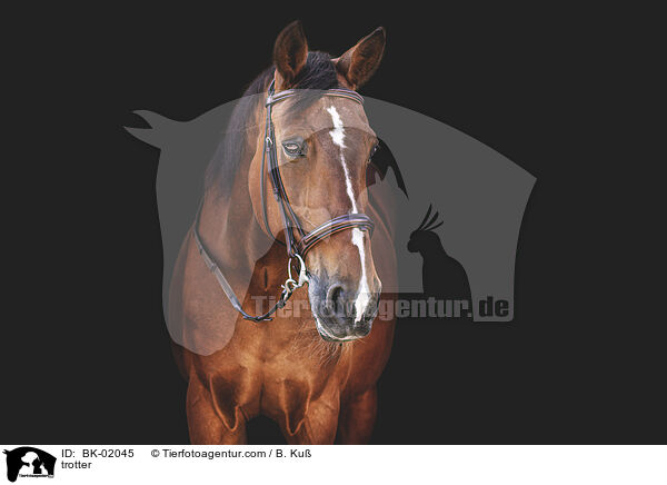 Traber / trotter / BK-02045