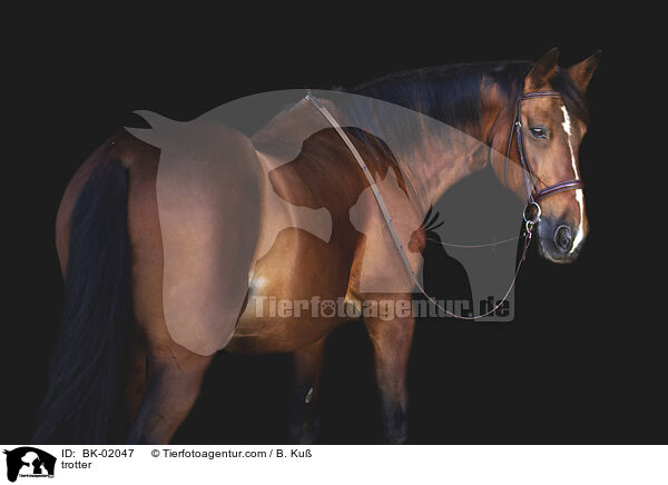 Traber / trotter / BK-02047