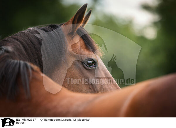 trotter / MM-02357