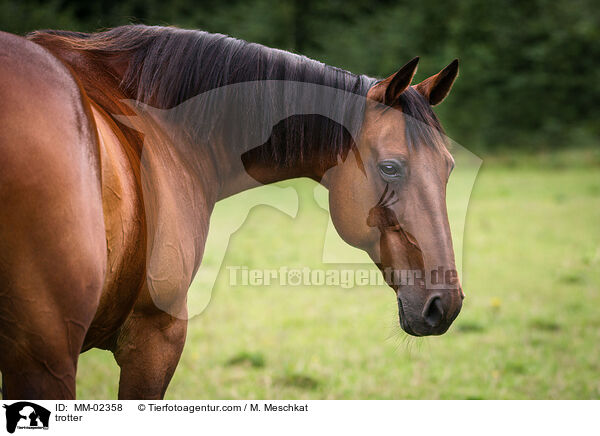 trotter / MM-02358