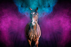 Trotter with holi colour