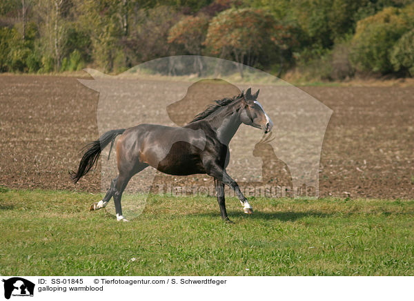 galloping warmblood / SS-01845