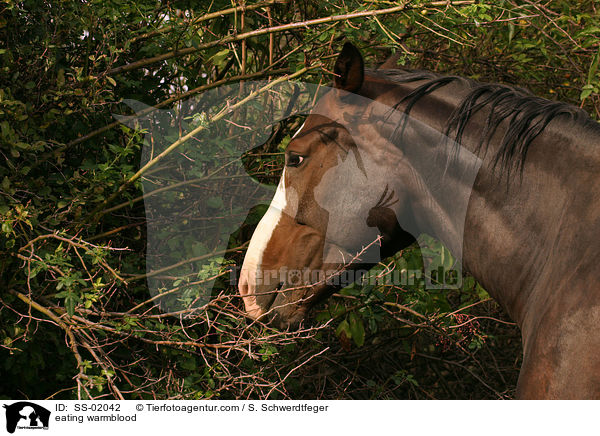 eating warmblood / SS-02042