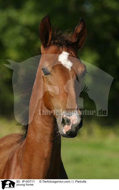 junges Pferd / young horse / IP-00711