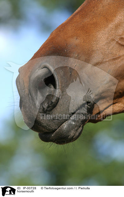 Pferdemaul / horsemouth / IP-00728