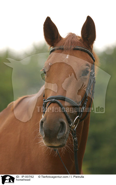 Pferdeportrait / horsehead / IP-00762