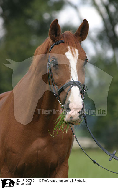 Pferdeportrait / horsehead / IP-00765