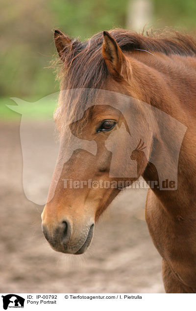 Pony Portrait / IP-00792