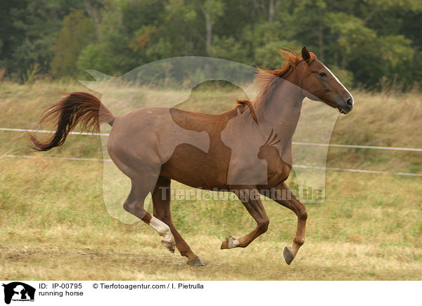rennendes Pferd / running horse / IP-00795