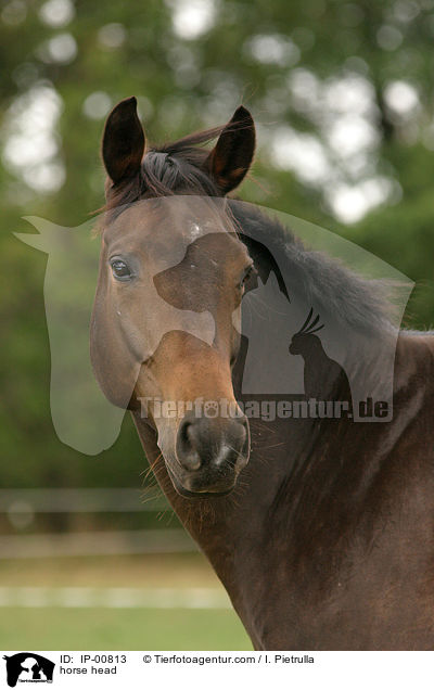 Pferdeportrait / horse head / IP-00813