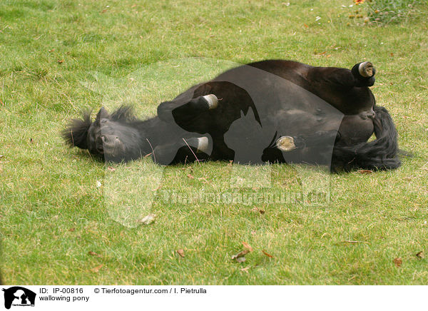 wallowing pony / IP-00816