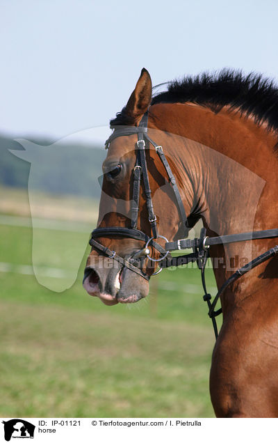 Pferd / horse / IP-01121