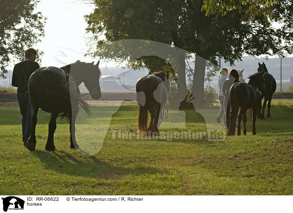 von der Koppel geholt / horses / RR-06622