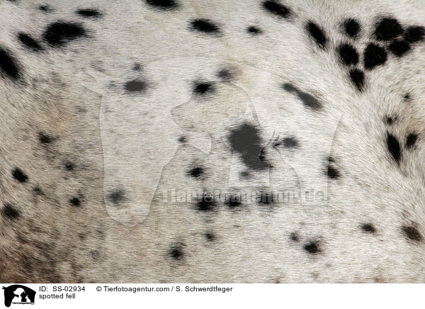 gepunktete Fellzeichnung / spotted fell / SS-02934