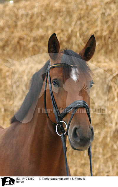 Pferd / horse / IP-01380