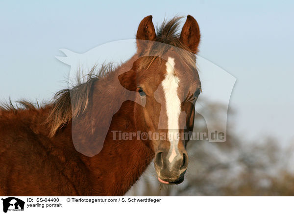 Jhrling im Portrait / yearling portrait / SS-04400