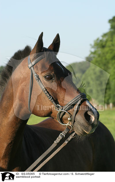 Warmblut Portrait / warmblood portrait / SS-05065
