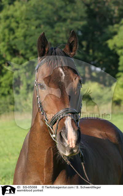 Warmblut Portrait / warmblood portrait / SS-05068