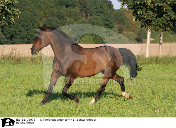 trabendes Pferd / trotting horse / SS-05078