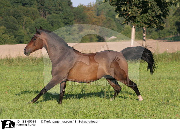 rennendes Pferd / running horse / SS-05084