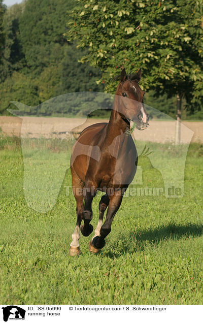 rennendes Pferd / running horse / SS-05090