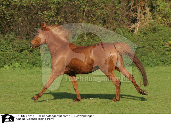 galoppierendes Deutsches Reitpony / running horse / SS-05241