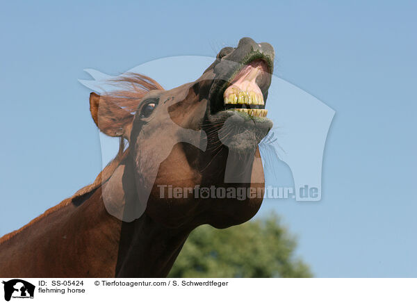 flehmendes Pferd / flehming horse / SS-05424