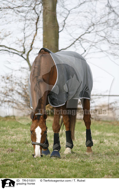 grasendes Pferd / grazing horse / TR-01001