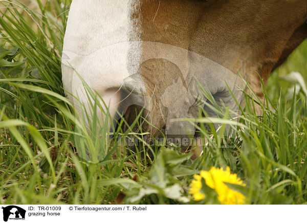 grasendes Pferd / grazing horse / TR-01009